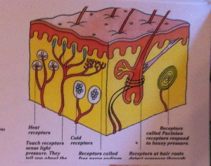 7- skin cell assembly-b